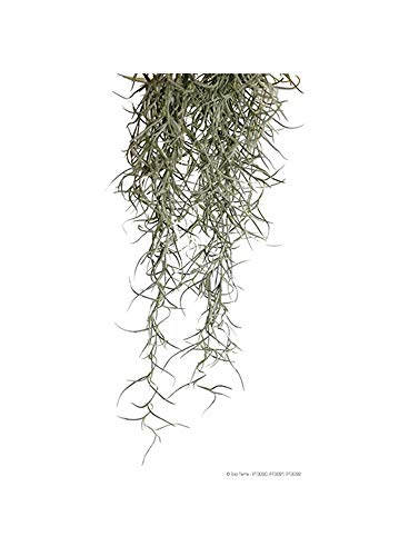 Askoll 281677 Pflanze exoterra Plant Spanish Moss groß von Askoll