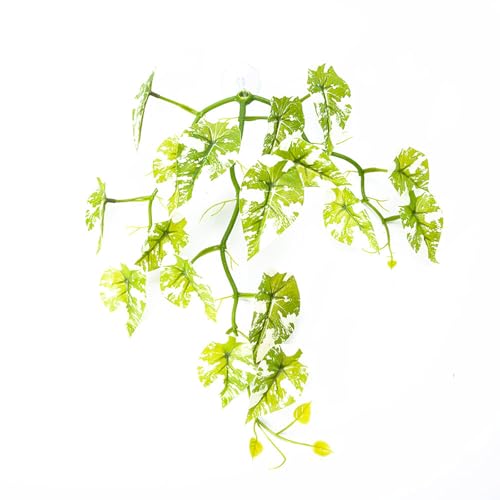 Saugnapf-Blatt-Pad, Ruhebett für Fische, Hängemattenbeet, Aquarien, Laichen, Boden, Blätter, Aquarien, Zuchtbedarf, Terrarium, Pflanze Saugnapf-Blatt-Pad, Ruhebett für Fische, Hängemattenbeet, Aquarien, Laichen, Boden, Blätter, Aquarien, Zuchtbedarf, Terrarium, Pflanze von Asukohu