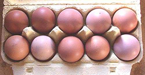 20+4 Hühner-Eier braun aus Freiland Haltung, direkt vom Bauernhof mit Kräuter Fütterung, Tages-frische Delikatesse aus der Altmark von Asvet