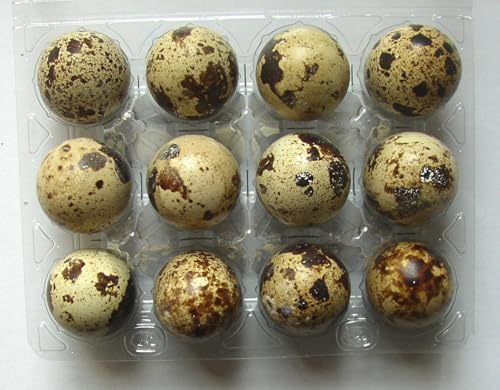 48 Wachteleier, direkt vom Bauernhof, Tages-frische Delikatesse aus der Altmark. Rarität 48 Wachteleier, direkt vom Bauernhof, Tages-frische Delikatesse aus der Altmark. Rarität von Asvet