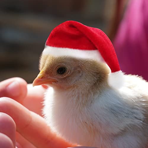 Aunye Weihnachten Kleintiere Kostüm: Mütze/Schal für kleine Huhn/Meerschweinchen,Weihnachten Spielzeug für Hennen Haustier Huhn und Große Vögel Weihnachten Dekoration (Mütze, L) von Aunye