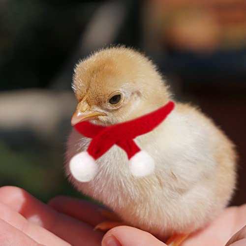 Aunye Weihnachten Kostüm Schal für kleine Huhn/Meerschweinchen, Haustier Stricken Schal Winterschal Weihnachten Dekoration für Mini Kleintiere (Rot, S) von Aunye