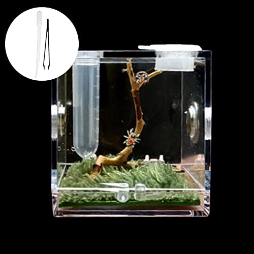 Spider Reptile Insect Feeding Box Reptile Breeding Box Terrarium Accessories Snail Cricket Tarantula For Spider Box Insect Vivarium Tortoise kit Tank Tortoise land Tortoise Gecko Tank Turtle T von BBASILIYSD