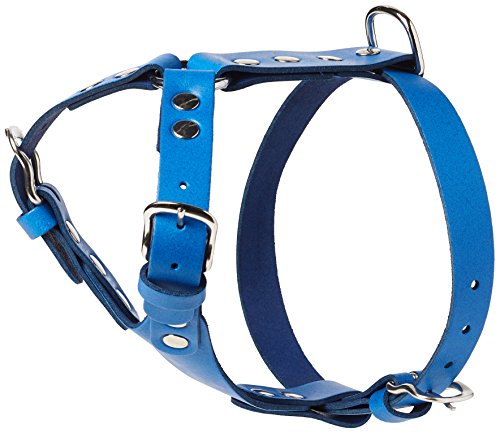 BBD Pet Products Max Bull Terrier Hundegeschirr, Einheitsgröße, 61 cm, Königsblau BBD Pet Products Max Bull Terrier Hundegeschirr, Einheitsgröße, 61 cm, Königsblau von BBD Pet Products