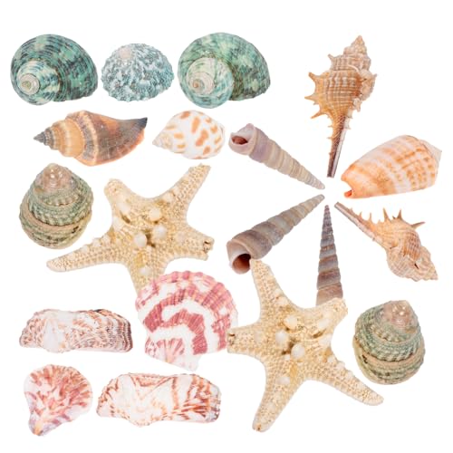 BCOATH Aquarium-Ornamente aus natürlichen Muschelschalen 21er-Set Aquarium-Dekoration Muschelmaterial Aquarium-Landschaft Heimaquarium sicher für Fische BCOATH Aquarium-Ornamente aus natürlichen Muschelschalen 21er-Set Aquarium-Dekoration Muschelmaterial Aquarium-Landschaft Heimaquarium sicher für Fische von BCOATH