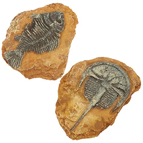 BELLIFFY 2pcs Reptil Dekore Kreative Reptil Box Dekorationen Terrarium Landschaft von BELLIFFY