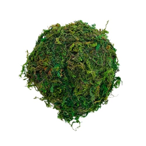 BELLIFFY Kasten Reptilienversteckhaus Dekoration für Terrarium Reptilien Versteck Reptilienhäute und Höhlen Reptilienversteck und Höhle Hamster Versteckhöhle versteckte Höhle Green BELLIFFY Kasten Reptilienversteckhaus Dekoration für Terrarium Reptilien Versteck Reptilienhäute und Höhlen Reptilienversteck und Höhle Hamster Versteckhöhle versteckte Höhle Green von BELLIFFY