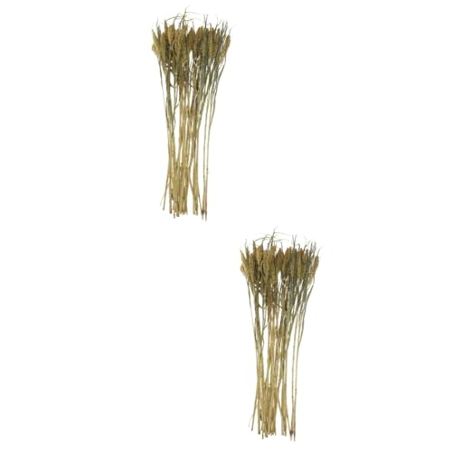 BESPORTBLE 2 Stück 1 blumiges Kräutergetreide Hamster einstreu hamsterzubehör natürliches Hamsterkorn Cottagecore-Bettwäsche Rattenstreu Hamsterbettwäsche, Getreideblume Hamsterbettblume Heu BESPORTBLE 2 Stück 1 blumiges Kräutergetreide Hamster einstreu hamsterzubehör natürliches Hamsterkorn Cottagecore-Bettwäsche Rattenstreu Hamsterbettwäsche, Getreideblume Hamsterbettblume Heu von BESPORTBLE
