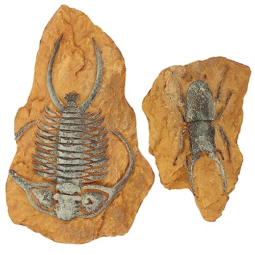 BESPORTBLE 2stücke Terrarium Deko Aus Resin Lifelike Reptilien Box Dekoration Kreative Landschaftsornamente Für Schlangen Und Reptilien Atmosphäre Schaffen Mit Simulation Fossilien BESPORTBLE 2stücke Terrarium Deko Aus Resin Lifelike Reptilien Box Dekoration Kreative Landschaftsornamente Für Schlangen Und Reptilien Atmosphäre Schaffen Mit Simulation Fossilien von BESPORTBLE