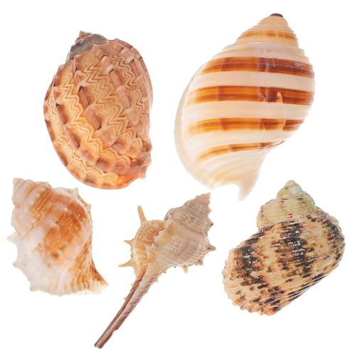 BESPORTBLE 5stücke Natürliche Muscheln Für Aquarien Dekorative Schnecken Für Fischtank Versteckmöglichkeiten Für Garnelen Und Krabben Für Gestaltung Und Strand- von BESPORTBLE