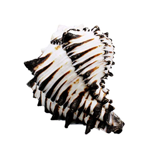 BESPORTBLE Natürliche Muscheln, Jumbo-Muscheln, Aquarium, Dekoration, Basteln, Sammler für Hochzeit, Strand, Themenparty-Dekoration BESPORTBLE Natürliche Muscheln, Jumbo-Muscheln, Aquarium, Dekoration, Basteln, Sammler für Hochzeit, Strand, Themenparty-Dekoration von BESPORTBLE