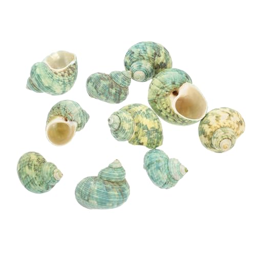 BESTonZON 10 Stück Teiliges Natürliche Krebshaus Muscheln für Aquarium Dekoration Luftdurchlässige Conch Ornamente Natürliche Fischzubehör für Fischbecken und Pflanzendekor BESTonZON 10 Stück Teiliges Natürliche Krebshaus Muscheln für Aquarium Dekoration Luftdurchlässige Conch Ornamente Natürliche Fischzubehör für Fischbecken und Pflanzendekor von BESTonZON