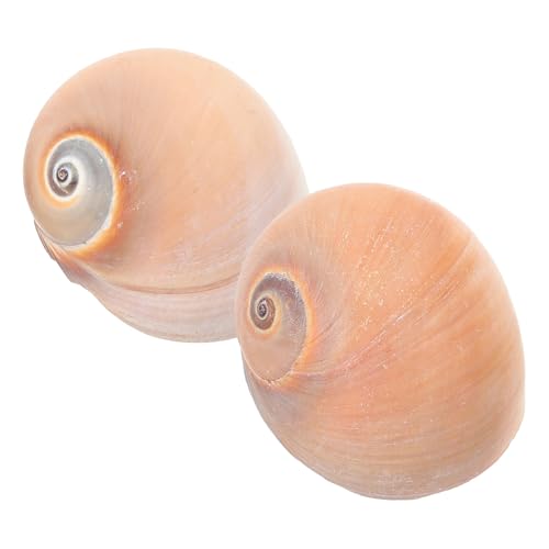 BESTonZON 2 Stück Dekoration für Aquarien Natürliche Conch Figuren für Fischbecken Wasserlandschaft Kunsthandwerk Installieren Langlebig für von BESTonZON