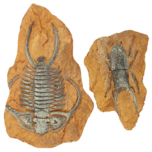 BESTonZON 2Stücke Teiliges aus Fossilien für Reptilienboxen Kreative Dekoration für Terrarien Langlebige und Sichere Umgebung für Schildkröten und Kleine Haustiere BESTonZON 2Stücke Teiliges aus Fossilien für Reptilienboxen Kreative Dekoration für Terrarien Langlebige und Sichere Umgebung für Schildkröten und Kleine Haustiere von BESTonZON