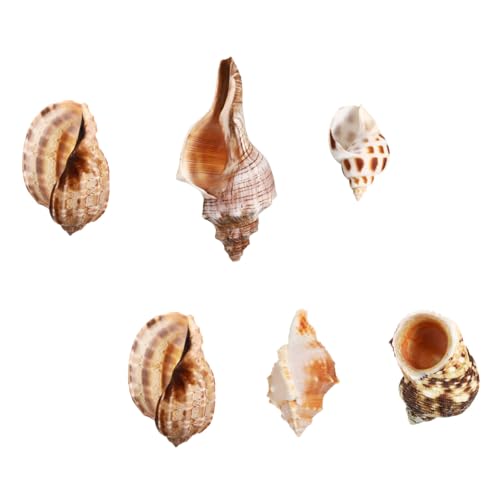 BESTonZON 6 Stück Muschel-Einsiedlerkrebs-Schale Hochzeits-Muschel-Dekor Shell -Sammlung Strandhochzeitsdekor Meeresmuschel Dekorative Schale Muschelmasse natürliches Muscheldekor Hülse BESTonZON 6 Stück Muschel-Einsiedlerkrebs-Schale Hochzeits-Muschel-Dekor Shell -Sammlung Strandhochzeitsdekor Meeresmuschel Dekorative Schale Muschelmasse natürliches Muscheldekor Hülse von BESTonZON