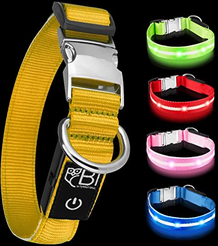Leuchthalsband für Hunde [Das Original] Leuchtendes LED Hundehalsband zum spazieren gehen auch im Dunkeln- sehr Lange Akkulaufzeit – Sicher Dank hochwertigem Metallverschluss (Gelb, M) von BI International