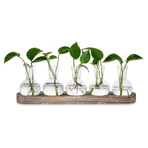 BLASHRD Anzuchtstation Glasvasen Dekoration: 5 Pflanzen Terrarium mit Getünchtem Holztablett für Wohnzimmer Büro von BLASHRD