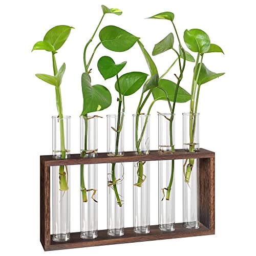 BLASHRD Pflanzen-Terrarium mit Holzständer, Desktop/Wandbehang, lebende Pflanzenzuchtstation, Pflanzgefäße, Glasröhren, Hydrokultur von BLASHRD