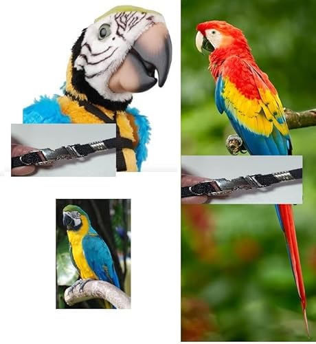 Bruststück elastisches Band 10 mm mit 2 abnehmbaren und verstellbaren Befestigungen mit 100 cm langer Leine für Ara oder andere große Ara Macao Cyanoptera Papageien und andere Rassen Papageien Bruststück elastisches Band 10 mm mit 2 abnehmbaren und verstellbaren Befestigungen mit 100 cm langer Leine für Ara oder andere große Ara Macao Cyanoptera Papageien und andere Rassen Papageien von BLUSUPERSHOP