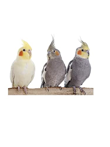 Elastisches gelbes Geschirr für Papageien, 10 mm, Band 10 mm, 2 Befestigungen, Kunststoff oder Metall, verstellbar, mit Haken 1 m x alle Rassen + Amulett von BLUSUPERSHOP