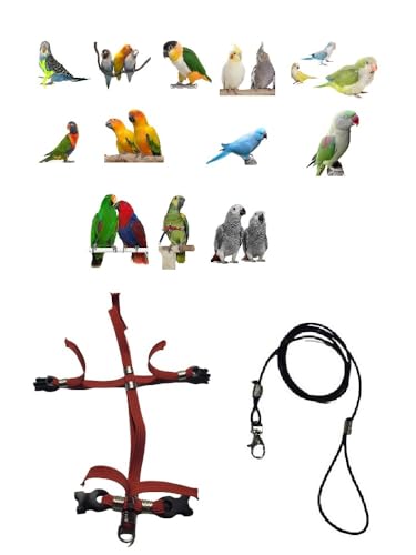 Leichte Papageien, Größe von Koorit und Amazonas, 6 mm, 2 verstellbare Kunststoffanschlüsse, 1 m + Amulett von BLUSUPERSHOP