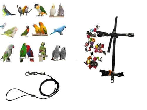 PAPAGALLI PAPAGALLI GRÖSSE VON COCORITE bis Amazonas mit einem Anfangsbuchstaben Namen, Gummiband 6 mm Farben zur Auswahl, 2 stabile Kunststoffbefestigungen, verstellbar, 3 mm, schwarz, 1 m PAPAGALLI PAPAGALLI GRÖSSE VON COCORITE bis Amazonas mit einem Anfangsbuchstaben Namen, Gummiband 6 mm Farben zur Auswahl, 2 stabile Kunststoffbefestigungen, verstellbar, 3 mm, schwarz, 1 m von BLUSUPERSHOP