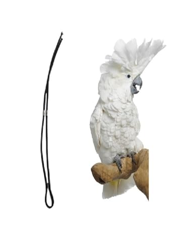 PRE PETTORINA Band mit Kordel 3 mm, verstellbarer Hals, passend für Ihren Papagei an der Brusttasche, Einheitsgröße Kakadu von BLUSUPERSHOP