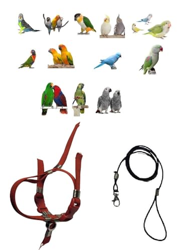 Papagali 1 Buchstabe von Koorit zu Amazonas, Band 10 mm, 2 verstellbare Kunststoff- oder Metallbefestigungen, 1 m von BLUSUPERSHOP