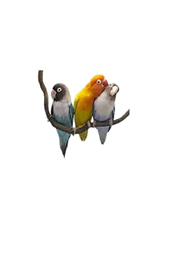 Papagei Untrennbare Größe Seil 3 mm elastisch gelb am Hals, gelbe Bänder 10 mm Farbe zur Auswahl, 2 Bindungen, Metall oder Kunststoff, verstellbar, Kabelführung 3 mm, Schwarz, 1 m von BLUSUPERSHOP