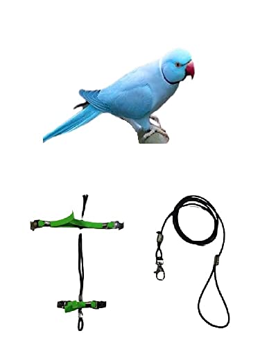 Papagei mit Halsband, 3 mm, elastisch, schwarz, 10 mm, 2 Befestigungen, Stahl, verstellbar, mit Führungsband 1 m, für alle Rassen + Amulett von BLUSUPERSHOP