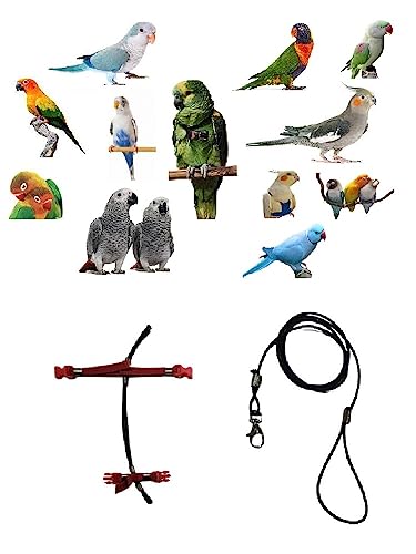 Papageile für alle Rassen, 3 mm, elastisch, schwarz, 10 mm, Farben zur Auswahl, 2 Befestigungen, verstellbarer Kunststoff, 3 mm, schwarz, 1 m + Amulett von BLUSUPERSHOP