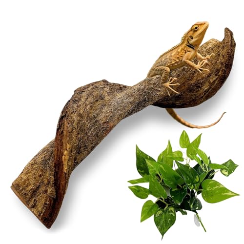BNOSDM Reptilienzweig, Schlangenkletterzweig, Terrarium-Kletterdekoration, natürliche Waldzweige Dekoration für Eidechsen, Geckos, Chamäleons, Frösche (33 cm lang, 6,3–8,3 cm T) von BNOSDM