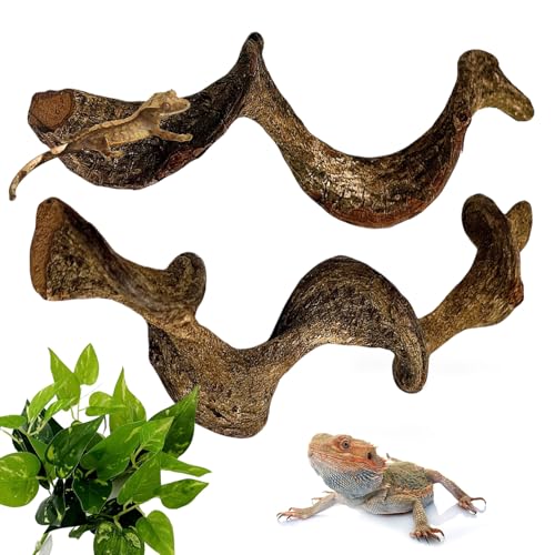 BNOSDM Reptilienzweige, Schlangenkletterzweig, Terrarium-Kletterdekoration, natürlicher Waldzweig Dekoration für Eidechsen, Geckos, Chamäleons, Frösche (2 Stück, 3,2–4,4 cm D, 33 cm L) von BNOSDM