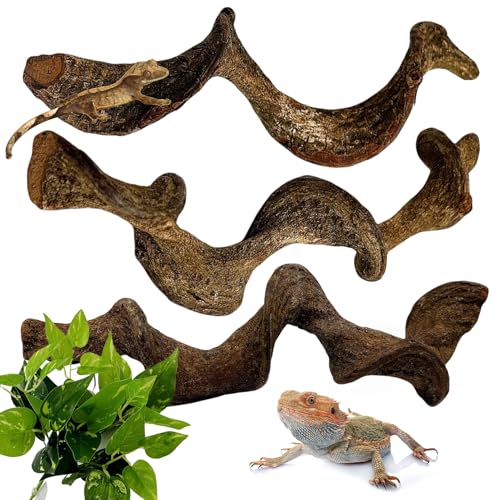 BNOSDM Reptilienzweige, Schlangenkletterzweig, Terrarium-Kletterdekoration, natürlicher Waldzweig Dekoration für Eidechsen, Geckos, Chamäleons, Frösche (3 Stück, 3,2–4,4 cm D, 33 cm L) von BNOSDM