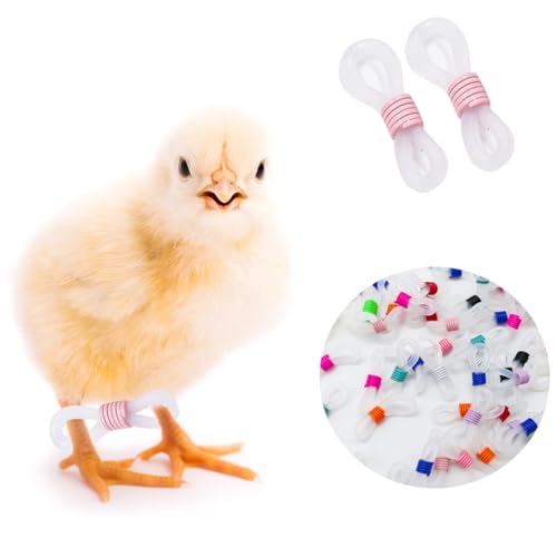 50 Stück Baby Chick Splay Leg Hobble – Hühnerbeinbänder für Spruddle Leg Repair (1-3 Tage) – Geeignet für frisch geschlüpfte Küken, Vögel, Wachteln und Enten von BODHIS
