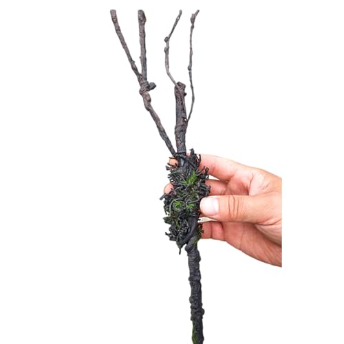 BOGEEL Aquarien Reptilien Kletterrebe Terrarium Pflanze Aquarium Dekoration Terrarium für Amphibien Eidechsen Schlange von BOGEEL