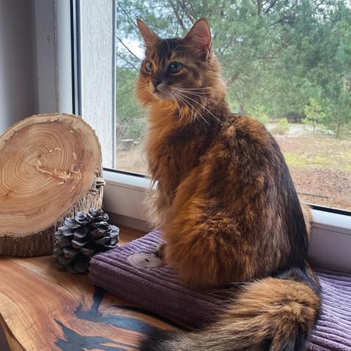Prime Katzen Fensterliege Für Katzen, Fensterbank mit Einer Rutschfesten Rückseite, Katzenbett Fensterbank 50cm x 20cm Europäischen Union hergestellt (Heidekraut, 50 x 20 x 3 cm) von BORN2REST