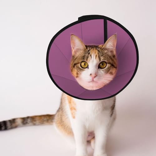 Einfarbiges, weiches Hundehalsband, verstellbar, für Katzen, Kätzchen, Kaninchen, bequem, elisabethanisches Halsband Einfarbiges, weiches Hundehalsband, verstellbar, für Katzen, Kätzchen, Kaninchen, bequem, elisabethanisches Halsband von BOXILTD