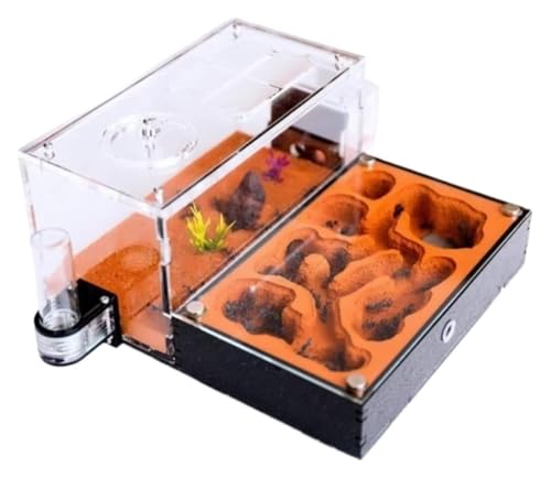 Natürliche Ameisenfarm, Ameisenfarm, Ameisenhaus, Ameisennest, Ameisenfarm, Ameisenhaus, Untersuchung des Ameisenverhaltens, Ameisennest, Ameisenterrarium, pädagogisches Formicarium for Ameisen, Ameis Natürliche Ameisenfarm, Ameisenfarm, Ameisenhaus, Ameisennest, Ameisenfarm, Ameisenhaus, Untersuchung des Ameisenverhaltens, Ameisennest, Ameisenterrarium, pädagogisches Formicarium for Ameisen, Ameis von BTBTB