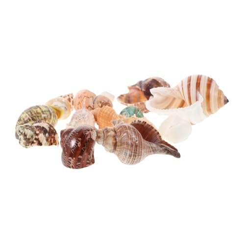 15 Stück Muscheln Natürliche Aquariendekoration für Fischbehälter Vase Füllmaterial und DIY Meeres Themen Dekoration für Partys von BUGUUYO