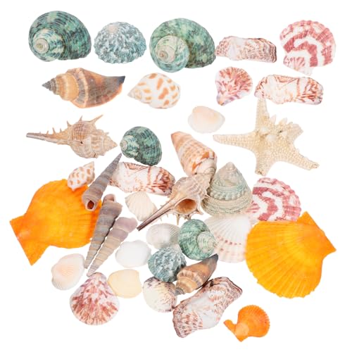 BUGUUYO 1satz Aquarium Dekoration Teiliges Mit Natürlichen Muscheln Und Schnecken Für Fischbehälter Für Kreative Aquariengestaltung Und Fotografie-Requisiten Gemischte Muster BUGUUYO 1satz Aquarium Dekoration Teiliges Mit Natürlichen Muscheln Und Schnecken Für Fischbehälter Für Kreative Aquariengestaltung Und Fotografie-Requisiten Gemischte Muster von BUGUUYO