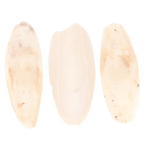 BUGUUYO Papageien Spielzeug Sepiaschale Kauspielzeug 3 Stück 8-12cm Beige Für Haustiere Kauanhänger Für Papageien Sicheres Beißspielzeug Für Kleine Vögel Und Nager von BUGUUYO