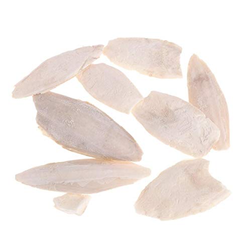 1 Beutel Tintenfische Knochen für Vögel Schildkröten Schnecken Papageien Schildkröten Reptilien 1 Beutel Tintenfische Knochen für Vögel Schildkröten Schnecken Papageien Schildkröten Reptilien von BYFRI