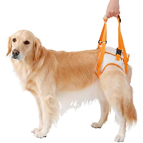 Hebegeschirr for Hunde, Rehabilitationsgerät for Gehhilfen for Hunde, die nur von hinten getragen Werden können, Alternative for Hunderollstuhl/808/690 (Color : Orange, Size : 3XLarge) von BZVCRTYKL