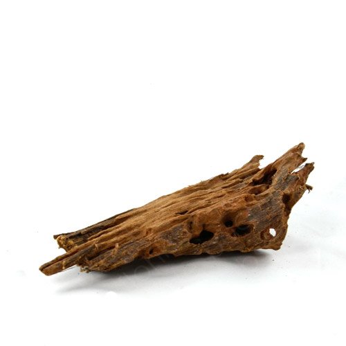 Bachflohkrebse Mangrovenwurzel für Aquarien und Terrarien 12-15 cm Wurzel Mangroven Bachflohkrebse Mangrovenwurzel für Aquarien und Terrarien 12-15 cm Wurzel Mangroven von Bachflohkrebse