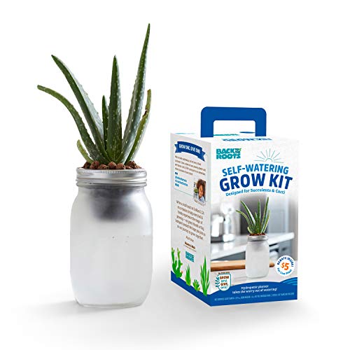 Back to the Roots Selbstbewässerndes Wachstumsset – Glas-Pflanzgefäße für Sukkulenten und Kakteen, selbstbewässerndes System von Back to the Roots