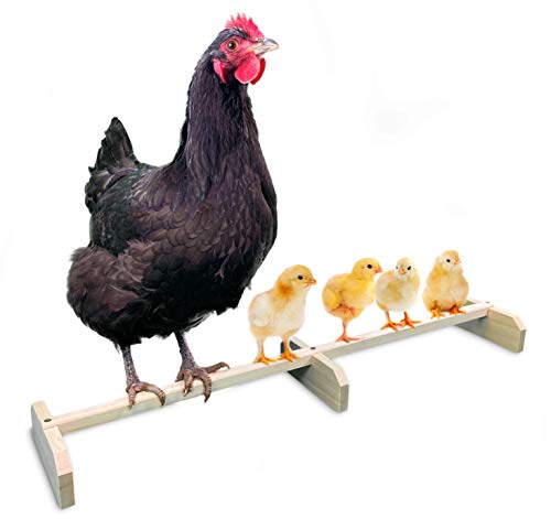 Backyard Barnyard 76,2 cm große dehnbare Hühnerstange, starke Wurststange, hergestellt in den USA. Massivholzzubehör und Spielzeug für Stall und Brutstätte, für große Vögel, Babyküken, Chooks, Pollos, von Backyard Barnyard