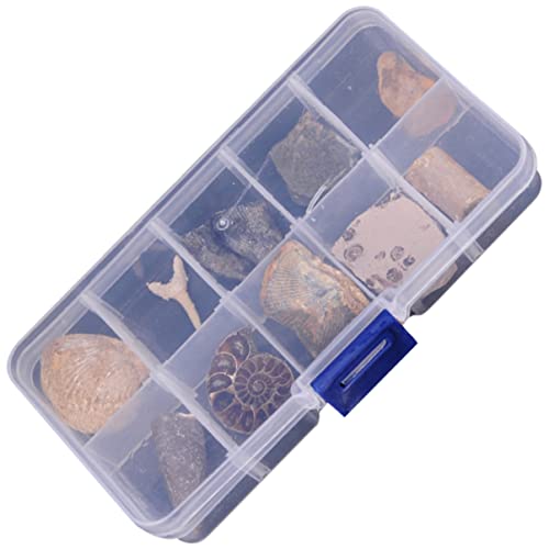 Baluue 10st Biologische Fossilien Paläontologische Exemplare Sammlungs-aktivitäts-kit Desktop-Ornament Pädagogisches Spielzeug Geschenk Echt Premium Proben Schmuck Uralt Puzzle Kind von Baluue