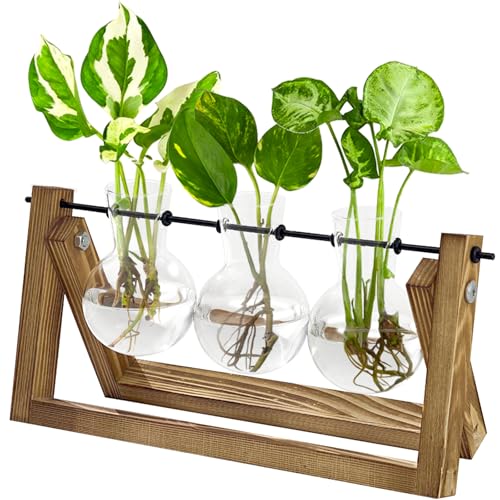 Bamworld Hydrokultur Pflanzen Vermehrungsstation mit Holzständer 3 Glasvasen für Wasserpflanzenwachstum und Wohnkultur Bamworld Hydrokultur Pflanzen Vermehrungsstation mit Holzständer 3 Glasvasen für Wasserpflanzenwachstum und Wohnkultur von Bamworld