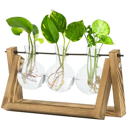 Bamworld Hydrokultur Pflanzen Vermehrungsstation mit Holzständer – 3 Glasvasen für Wasserpflanzenwachstum und Wohnkultur Bamworld Hydrokultur Pflanzen Vermehrungsstation mit Holzständer – 3 Glasvasen für Wasserpflanzenwachstum und Wohnkultur von Bamworld